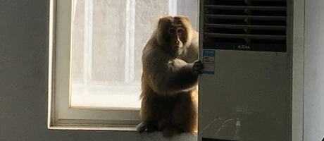 辦公室裝修魅力大，獼猴君亂入來“串門”！