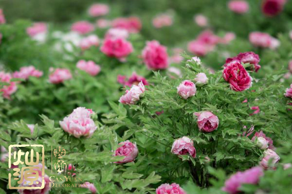國花民意調(diào)查出爐 國花牡丹如何用于商業(yè)主題裝修設(shè)計(jì)
