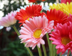 南寧辦公樓裝修得再美，你也可能需要這些花兒除味喲